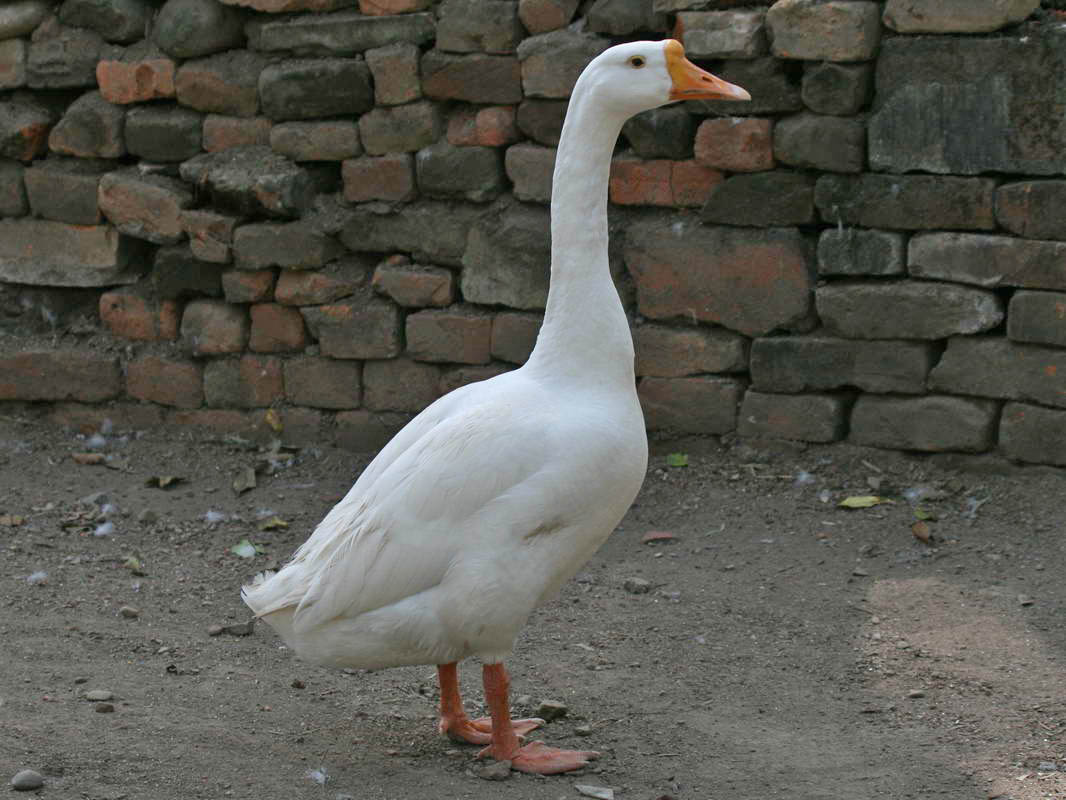 Wallpaper Goose