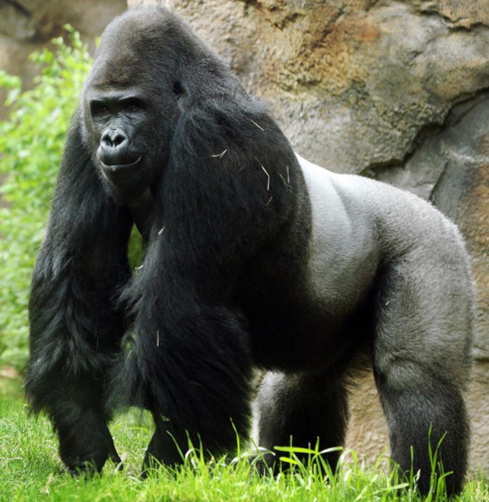 Pretty Gorilla
