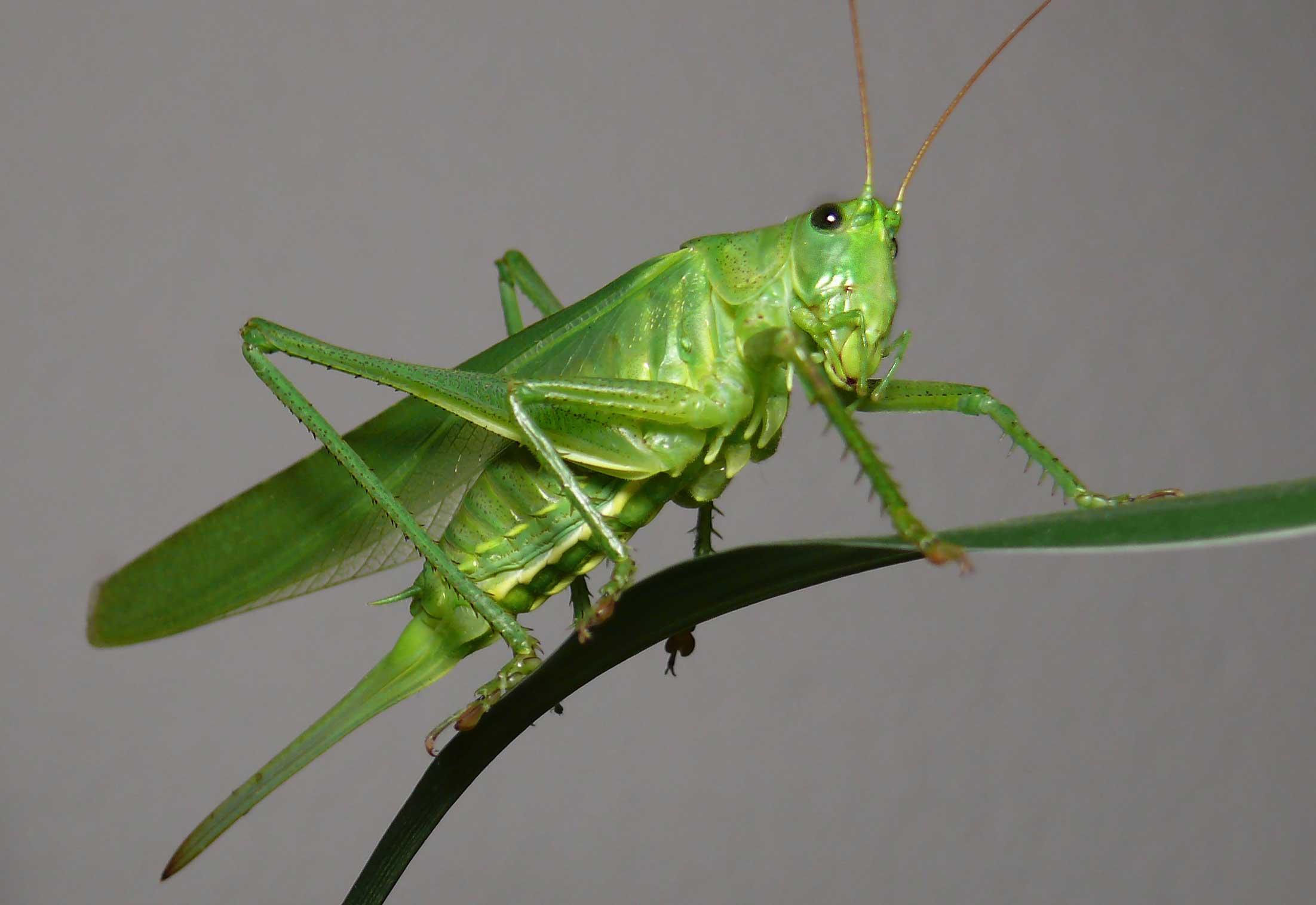 Nice Grasshopper