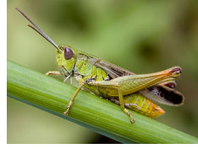 Pretty Grasshopper