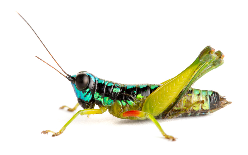 Wallpaper Grasshopper