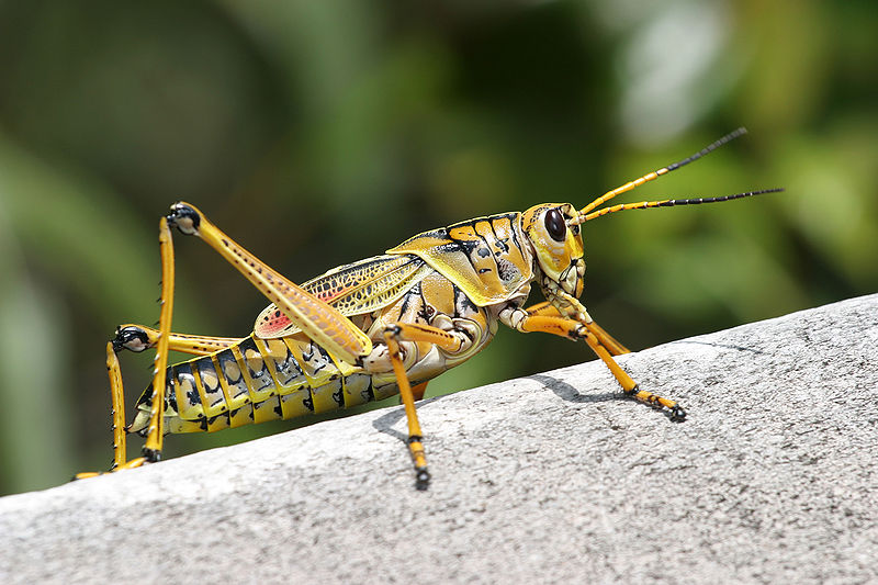 Grasshopper photo 