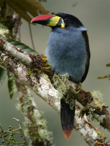 Pretty Gray-breasted mountain toucan