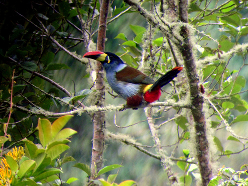 Pretty Gray-breasted mountain toucan