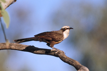 Pretty Gray-crowned babbler