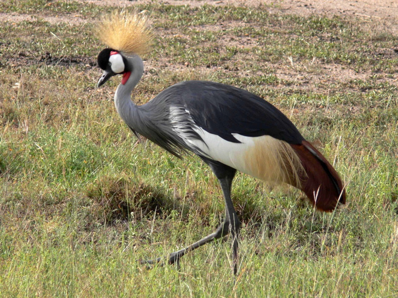 Gray crowned crane