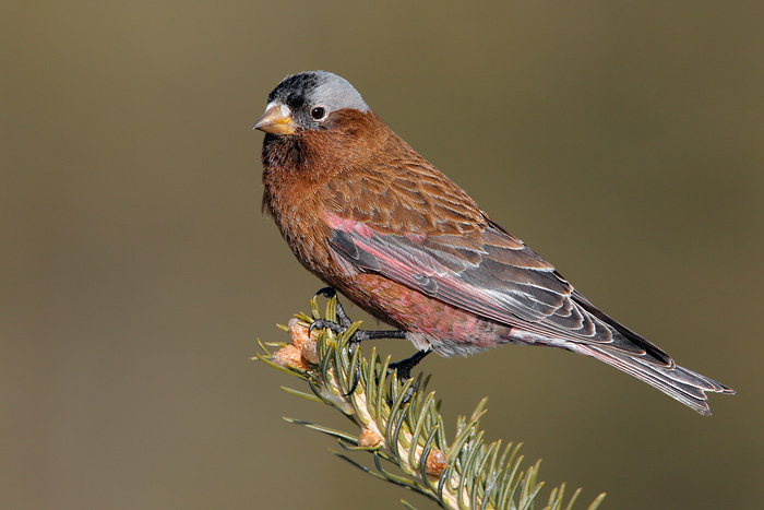 Pretty Gray-crowned rosy finch