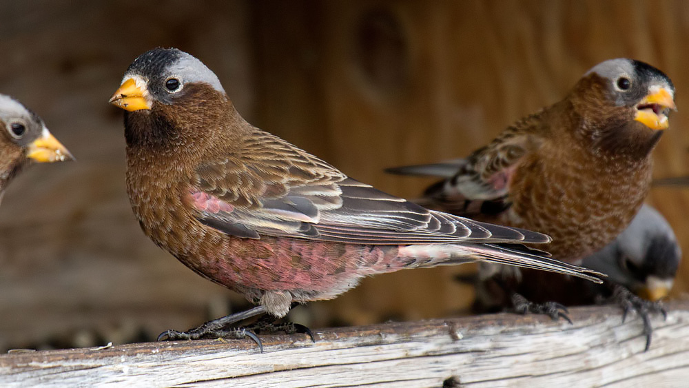Pretty Gray-crowned rosy finch