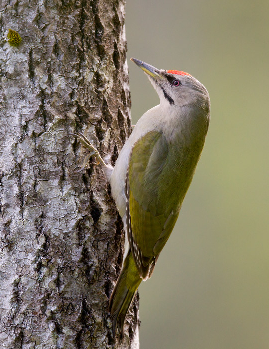 Gray-faced woodpecker