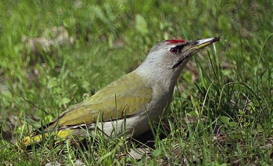Pretty Gray-faced woodpecker
