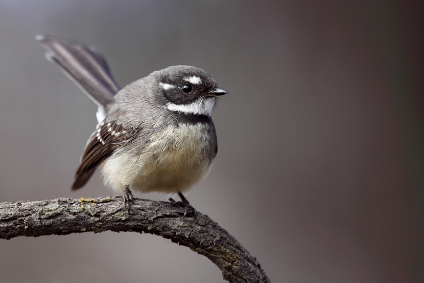 Gray fantail