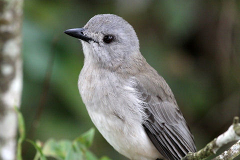 Pretty Gray shrike-thrush