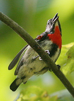 Pretty Gray-sided flowerpecker