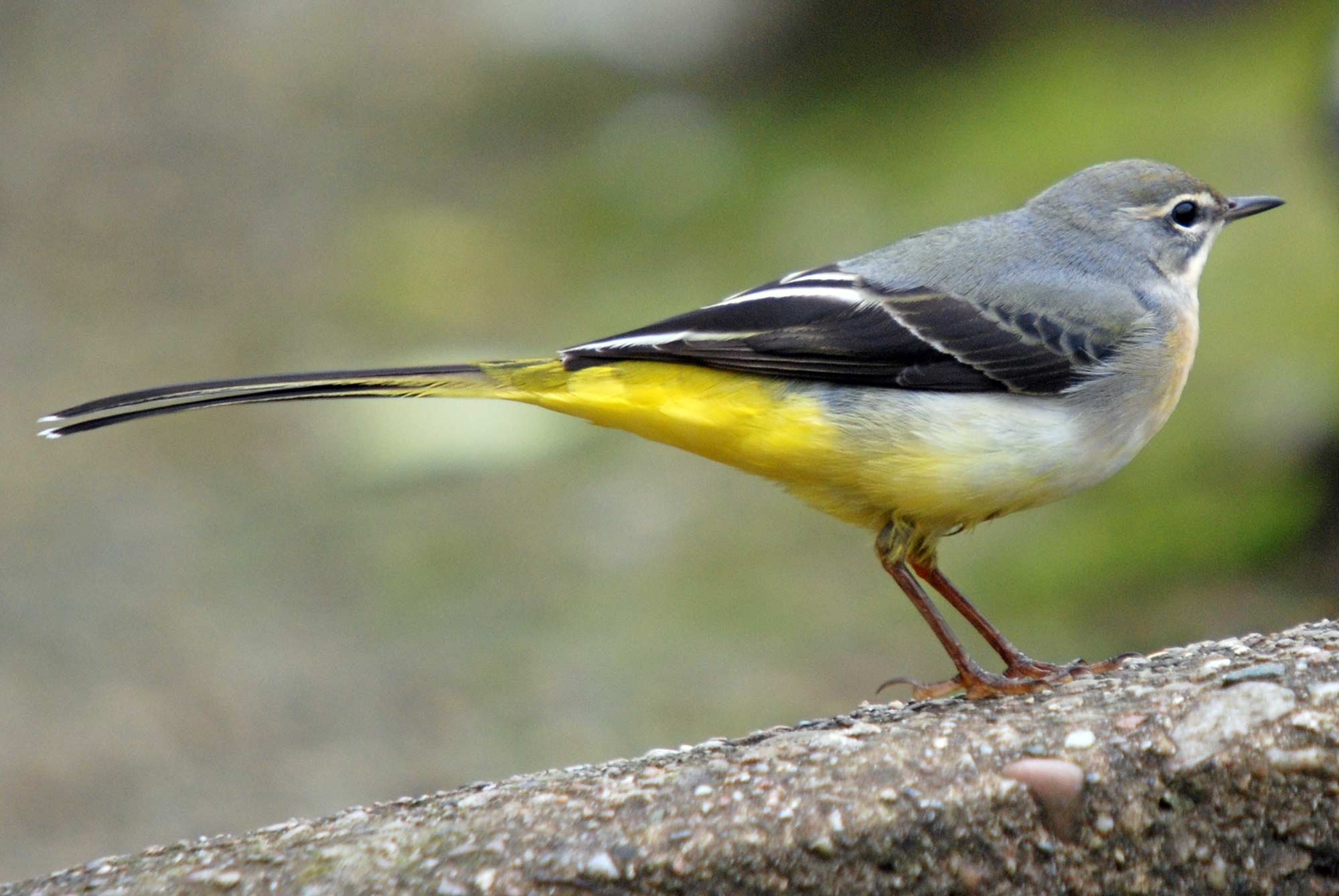 Pretty Gray wagtail