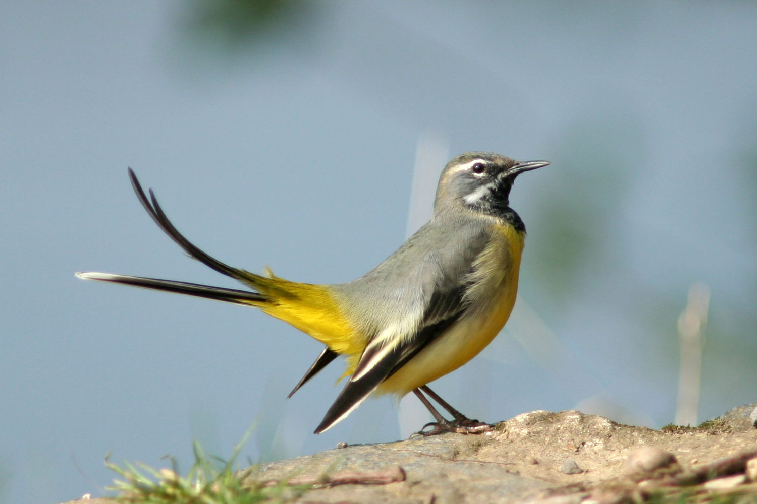 Pretty Gray wagtail