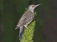 Pretty Gray woodpecker