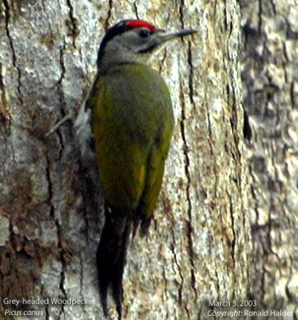 Pretty Gray woodpecker