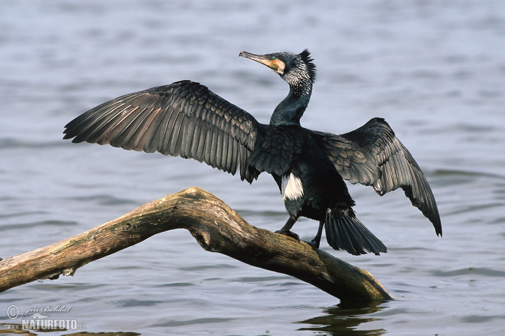 Pretty Great cormorant
