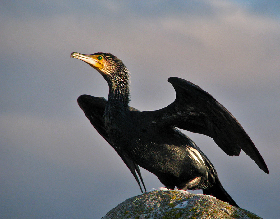 Pretty Great cormorant