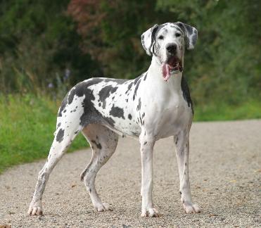 Great Dane - Dog Breed