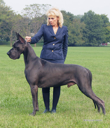 Pretty Great Dane - Dog Breed