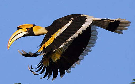 Pretty Great hornbill