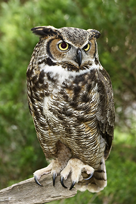 Pretty Great horned owl
