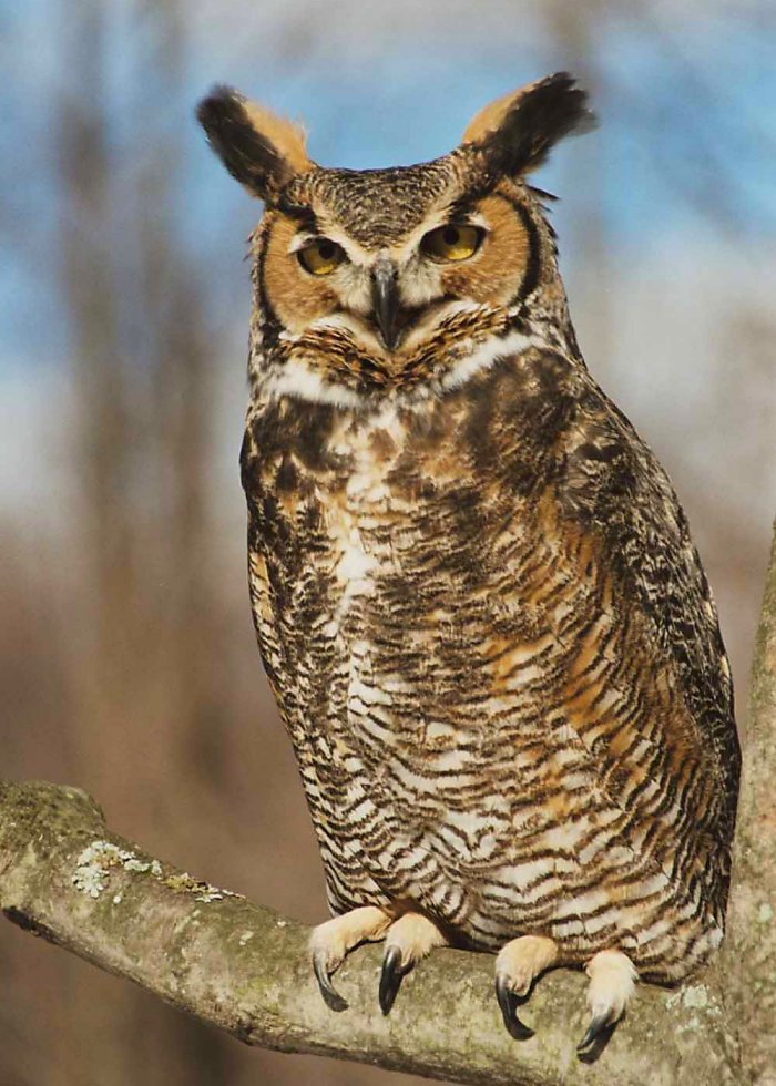 Pretty Great horned owl