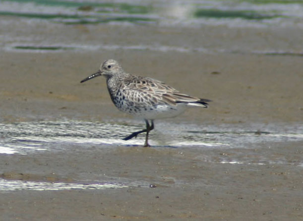 Great knot