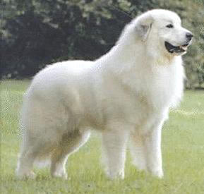 Nice Great Pyrenees - Dog Breed
