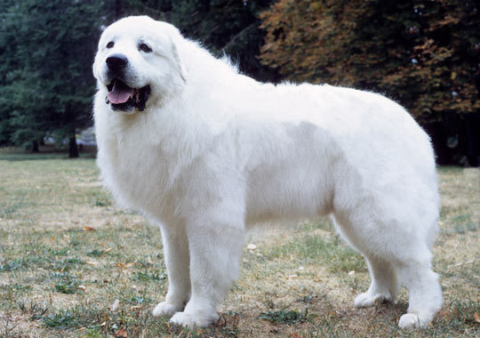 Pretty Great Pyrenees - Dog Breed