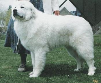 Photo Great Pyrenees - Dog Breed