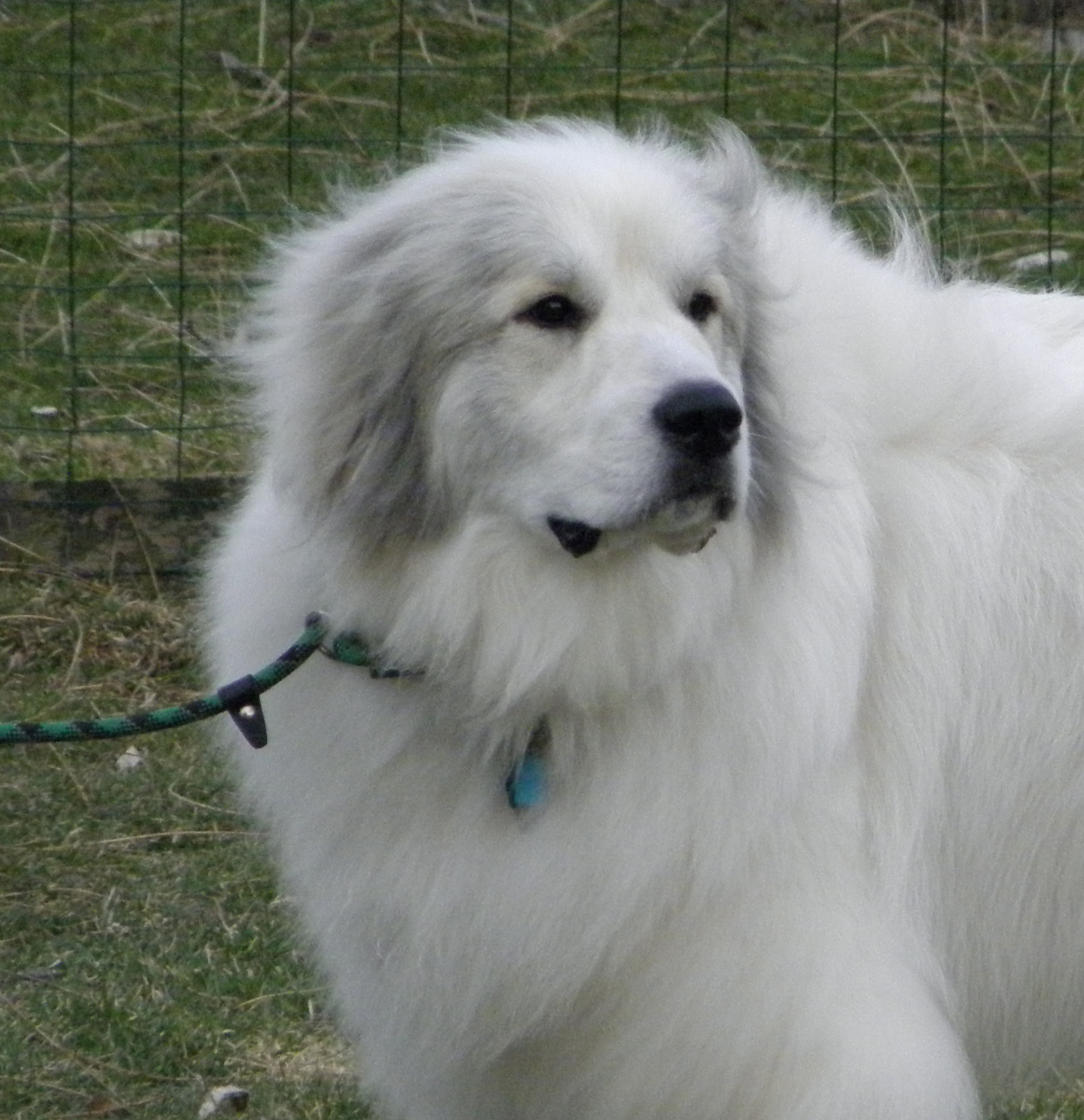 Great Pyrenees - Dog Breed photo 