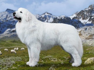 Great Pyrenees - Dog Breed wallpaper