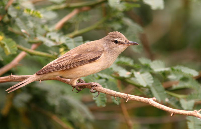 Pretty Great reed warbler