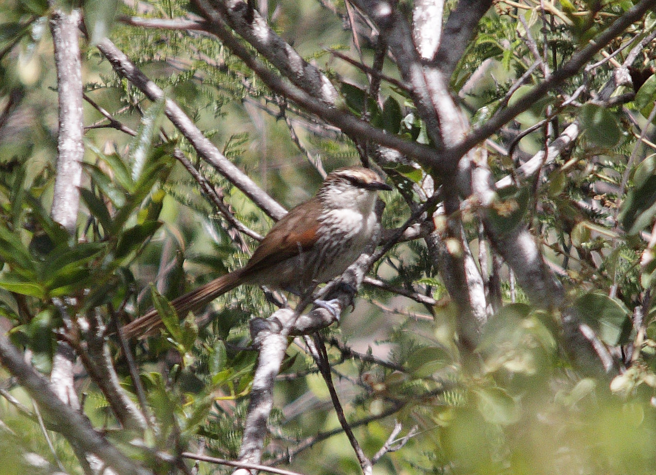 Great spinetail