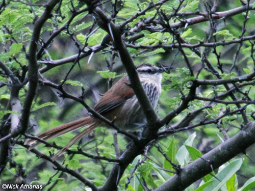 Pretty Great spinetail