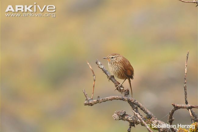 Pretty Great spinetail