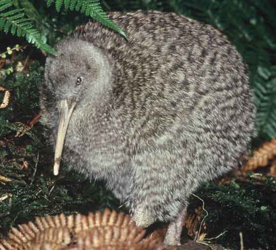 Pretty Great spotted kiwi
