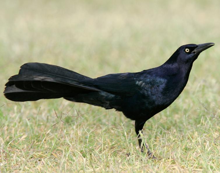 Pretty Great-tailed grackle