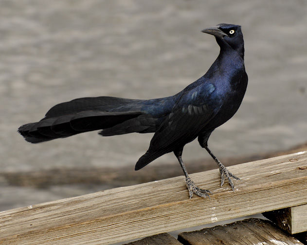 Pretty Great-tailed grackle