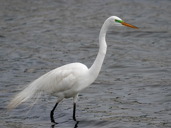 Pretty Great white egret