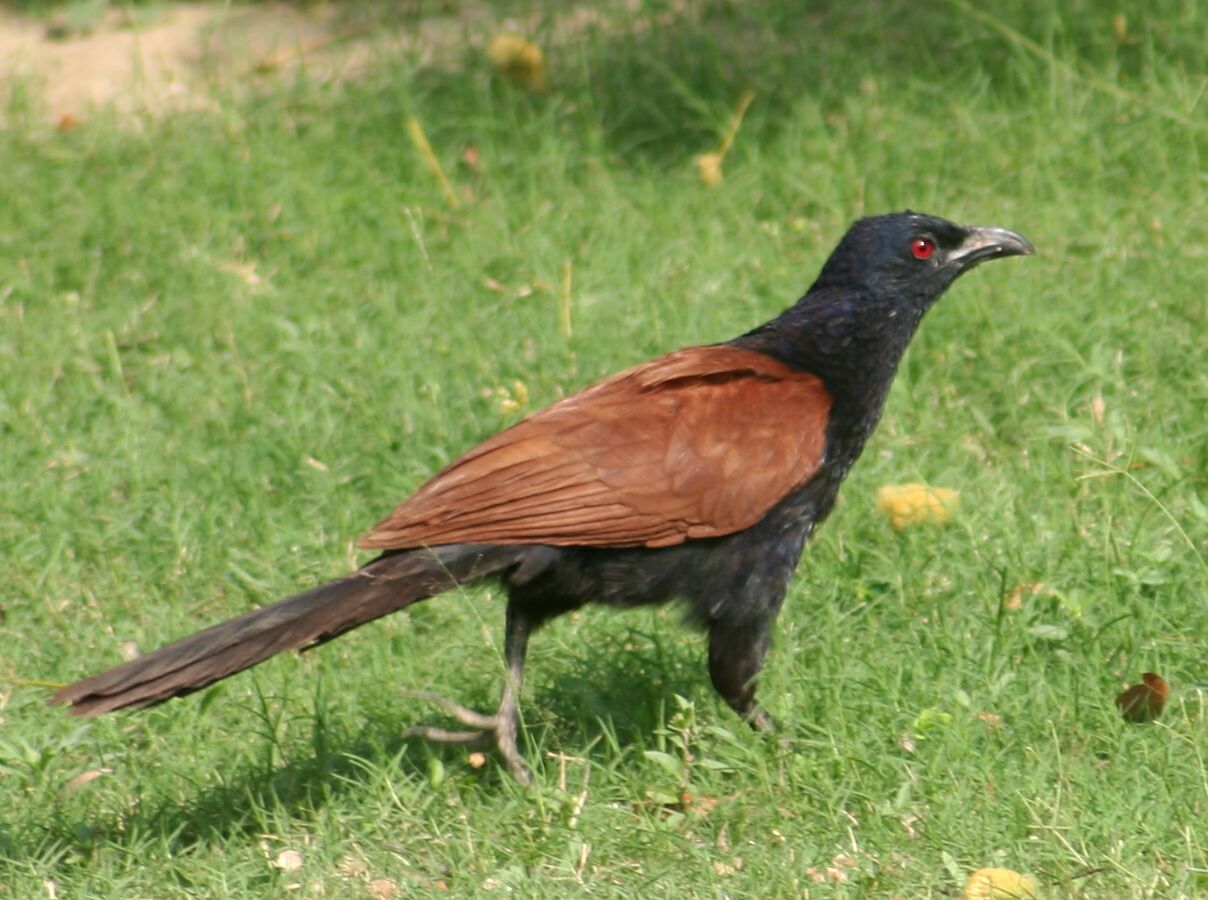Greater coucal