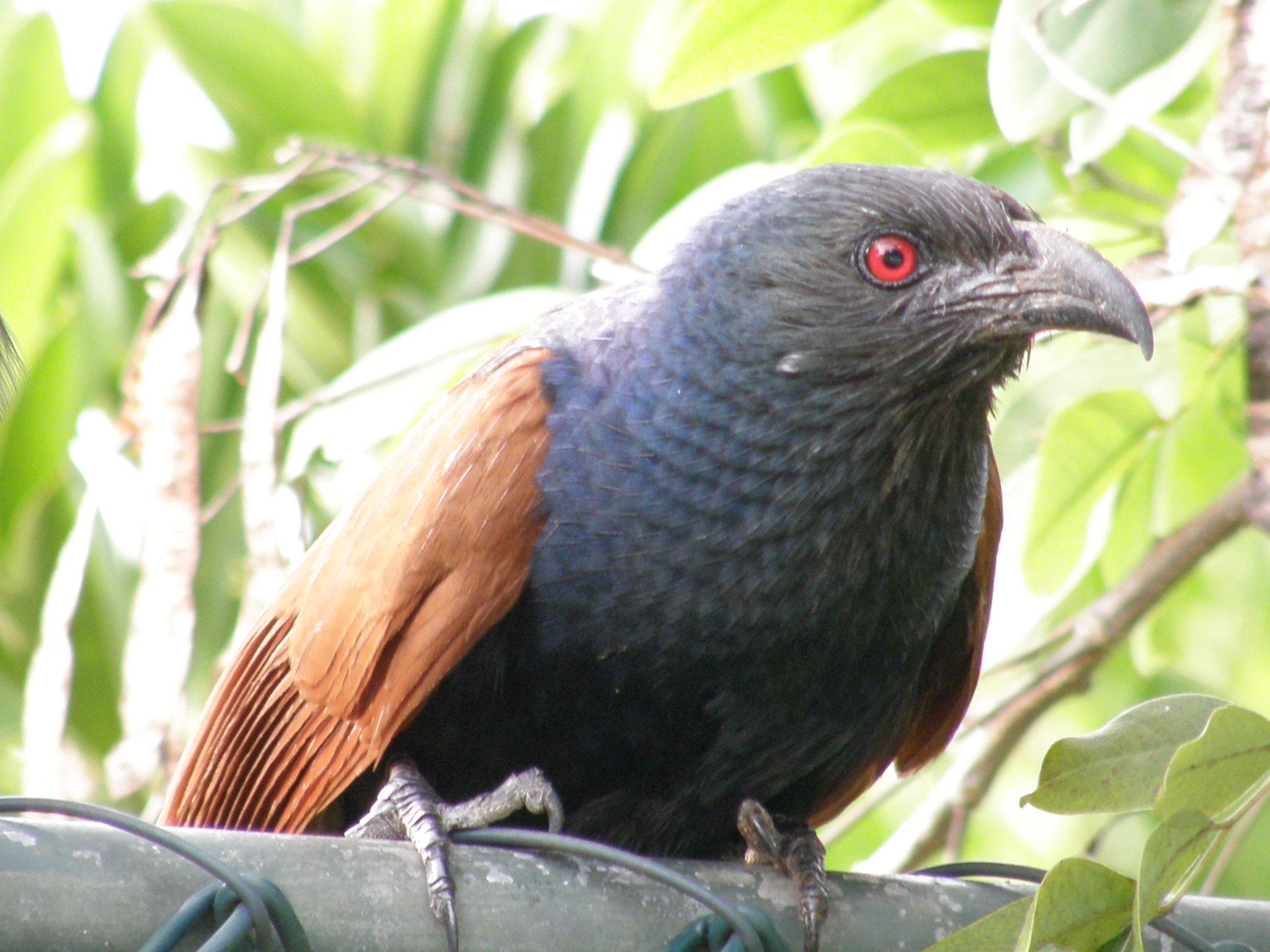 Pretty Greater coucal