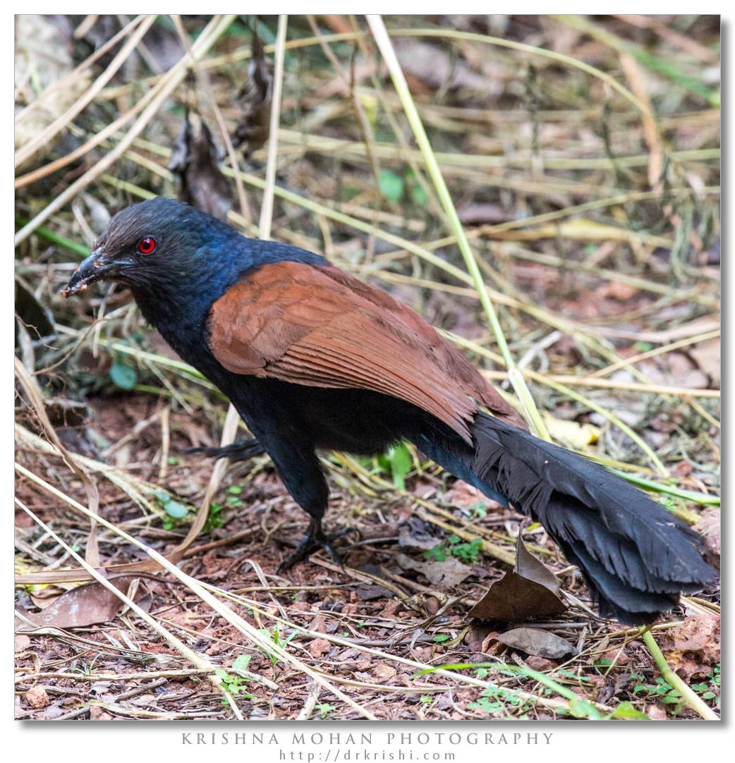 Pretty Greater coucal