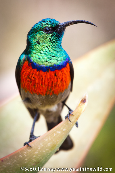 Pretty Greater double-collared sunbird