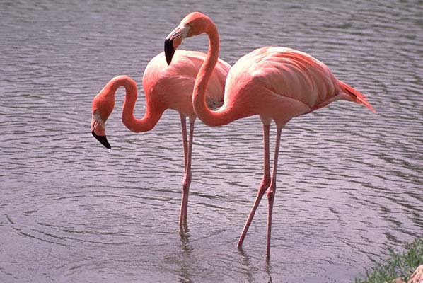 Pretty Greater flamingo