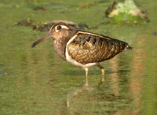 Pretty Greater painted snipe