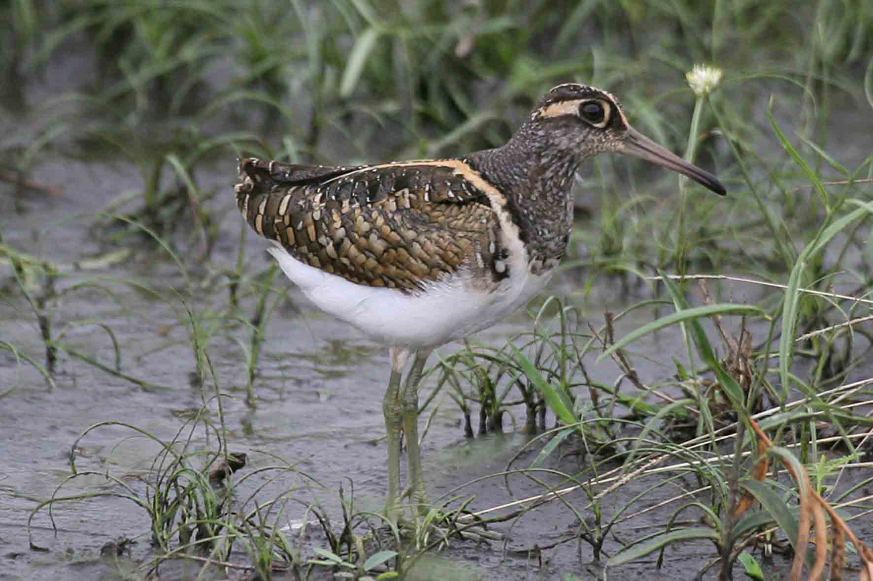 Pretty Greater painted snipe