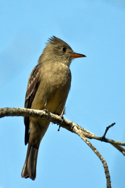 Greater pewee